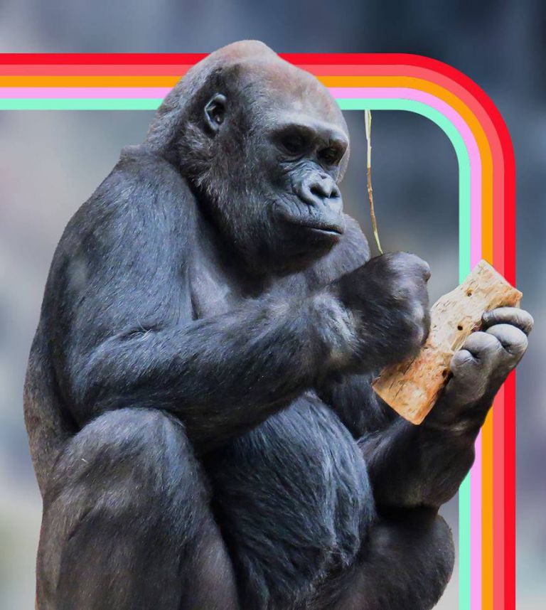 Digital Marketing Monkey And Marketing